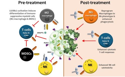 瑞士生物科技公司immunos therapeutics基于人類白細(xì)胞抗原變體開發(fā)免疫調(diào)節(jié)蛋白,用于癌癥治療并重塑腫瘤微環(huán)境 瑞士創(chuàng)新100強(qiáng)