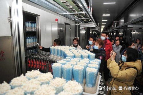 小蘑菇撬動大財富，虛擬就業(yè)與生物科技共筑鄒城脫貧路