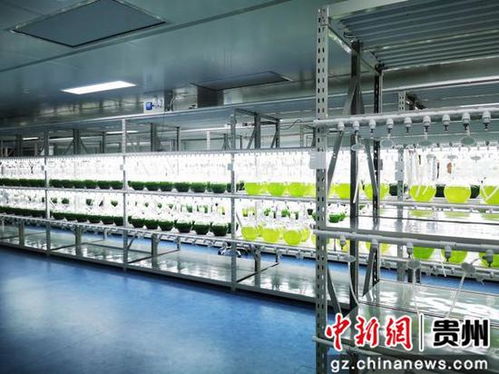 招引活水灌黔地 鄉(xiāng)村振興揚(yáng)帆起——生物科技賦能貴州鄉(xiāng)村振興的實踐與展望